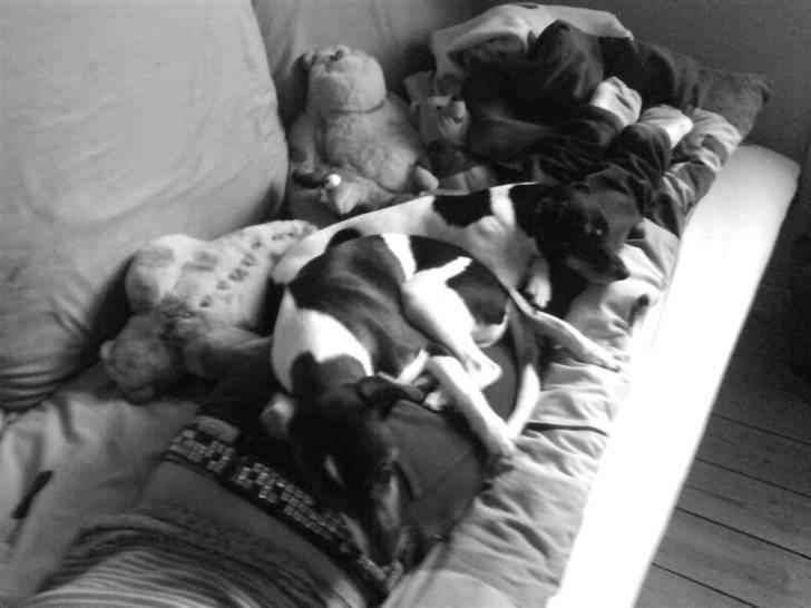 Dansk svensk gaardhund Jønne billede 4