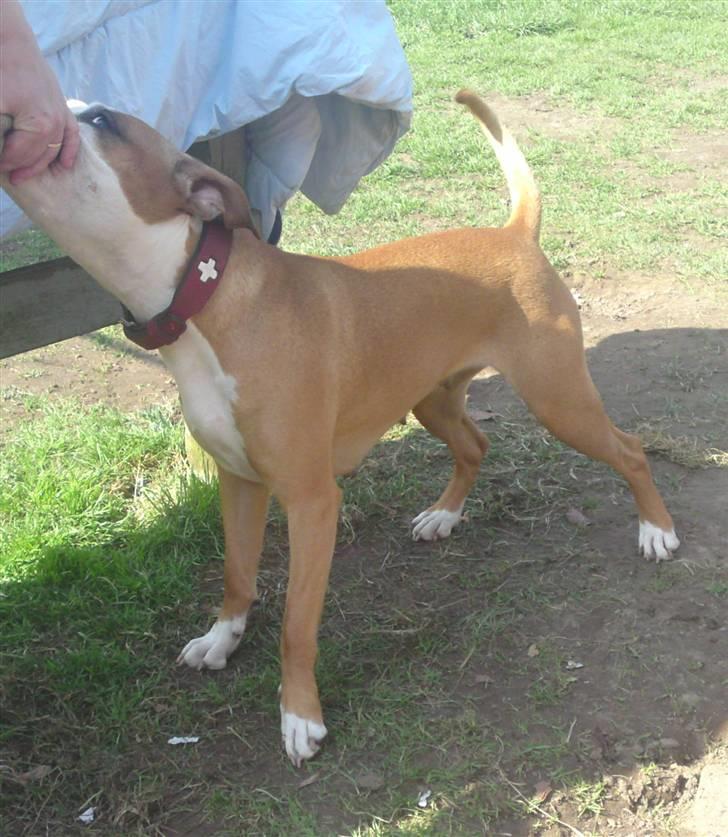 Blanding af racer Bine billede 10