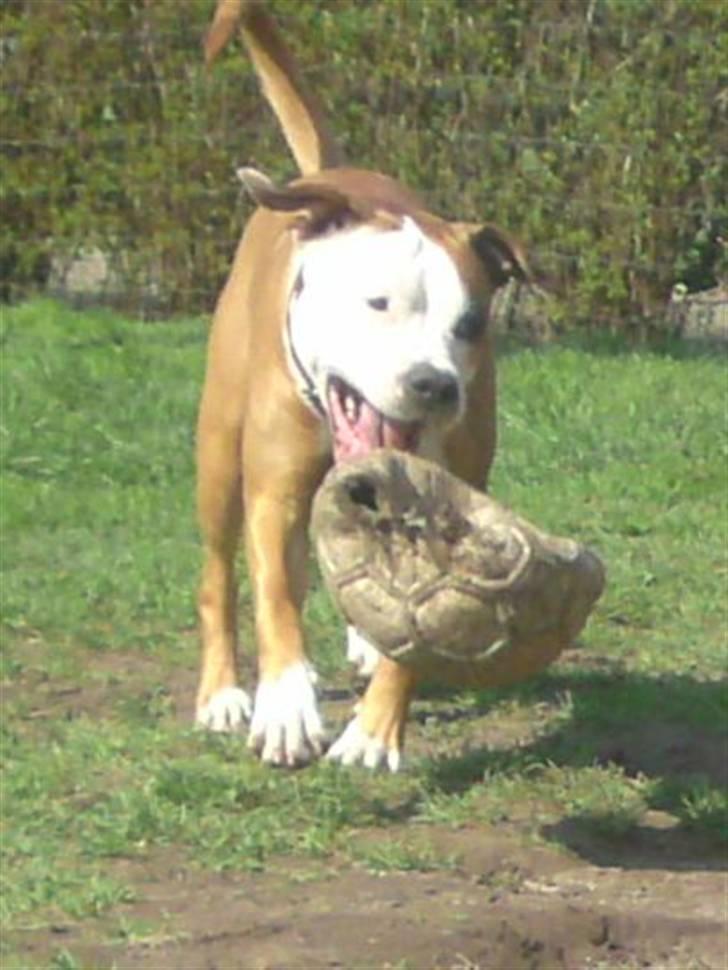 Blanding af racer Bine billede 11