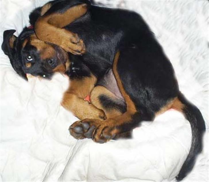 Rottweiler Shanti *R.I.P* - Jeg er da for lækker...synes jeg selv ;-) billede 20