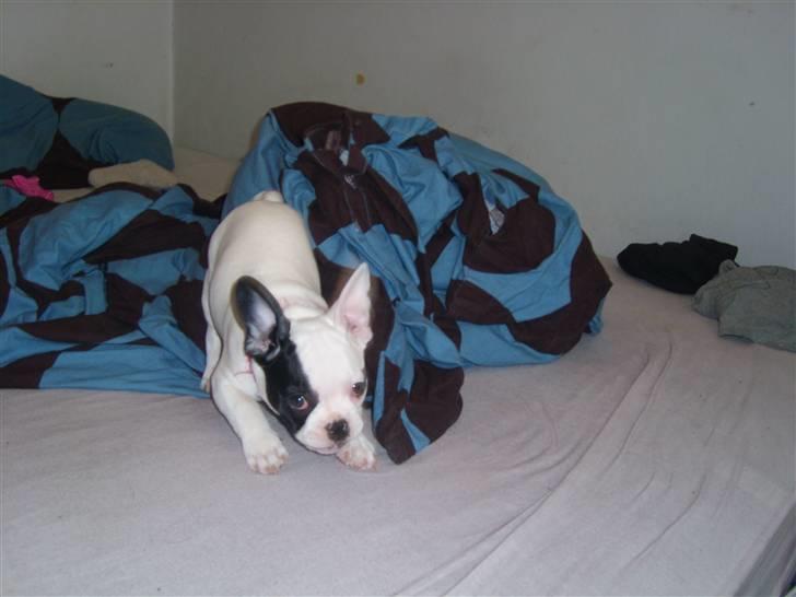 Fransk bulldog Cousteau - skal vi lege?? billede 9