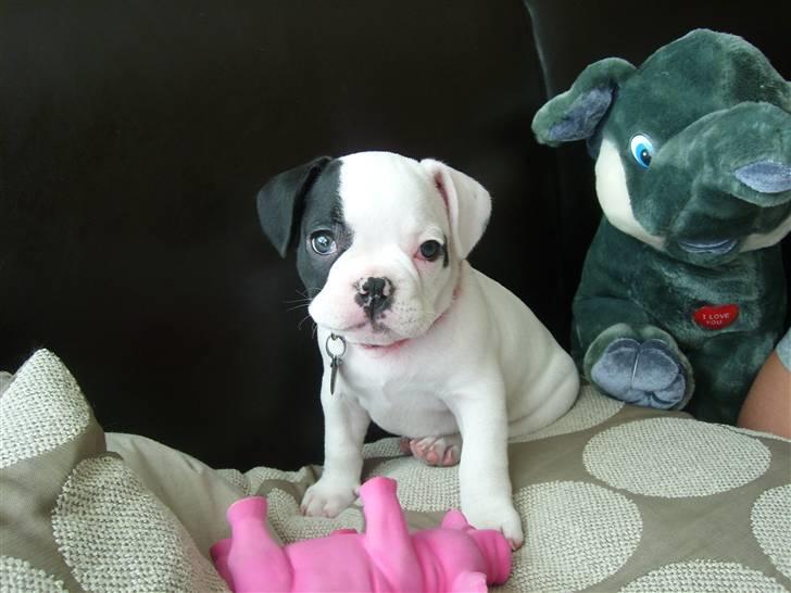 Fransk bulldog Cousteau billede 10