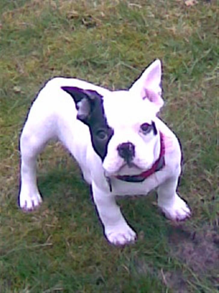 Fransk bulldog Cousteau billede 11