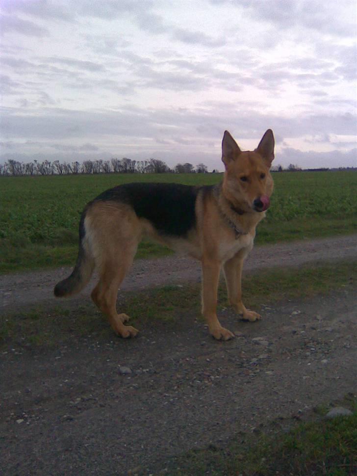 Schæferhund Bella billede 18