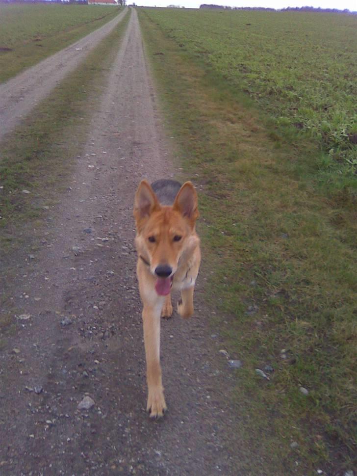 Schæferhund Bella billede 19