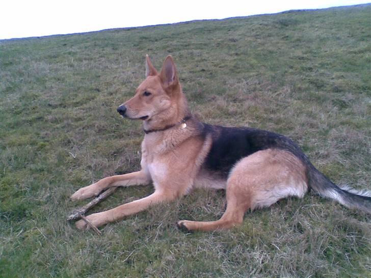 Schæferhund Bella billede 20