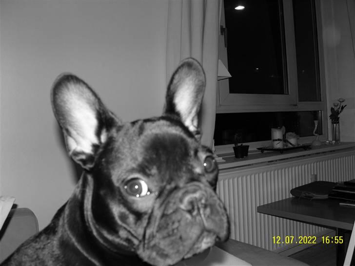 Fransk bulldog Pumba billede 2