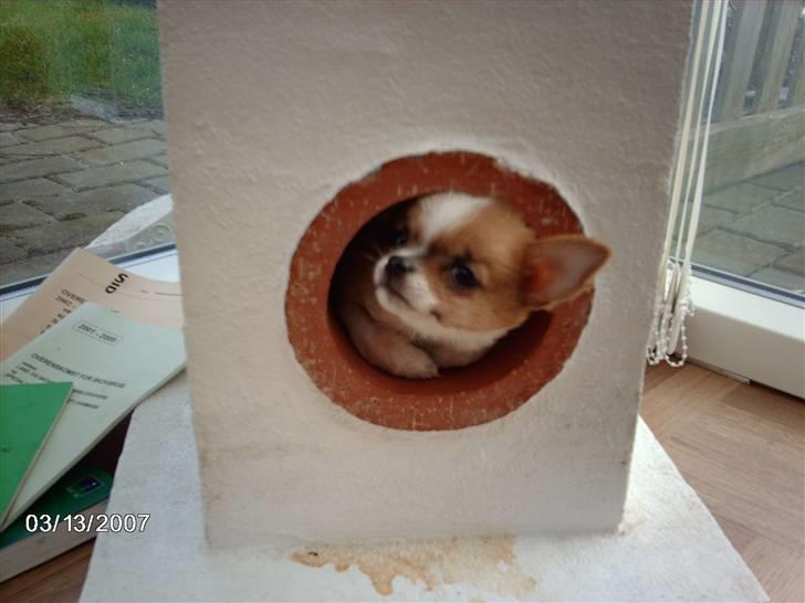 Blanding af racer pjevs - hund eller mus. pjevses hvalp jojo billede 2