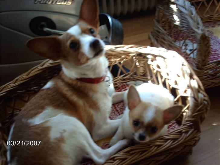 Blanding af racer pjevs - pjevs og jojo billede 3