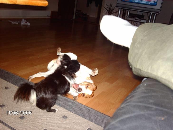 Blanding af racer pjevs - pjevs og tayson der leger billede 4