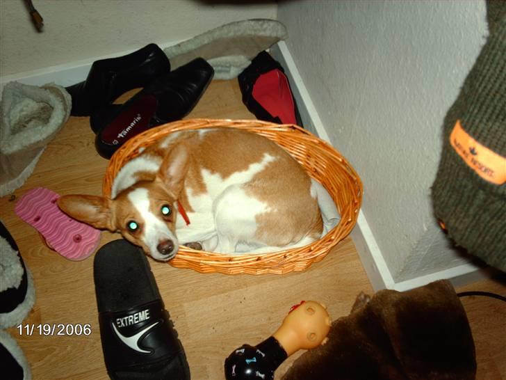 Blanding af racer pjevs - pjevs har stjålet taysons kurv billede 5