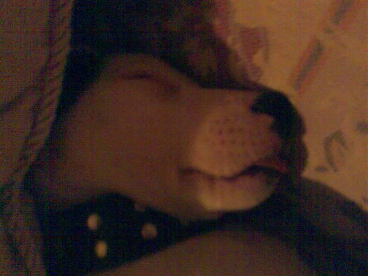 Jack russell terrier Harley - rækker bare tunge i mens jeg sover billede 10