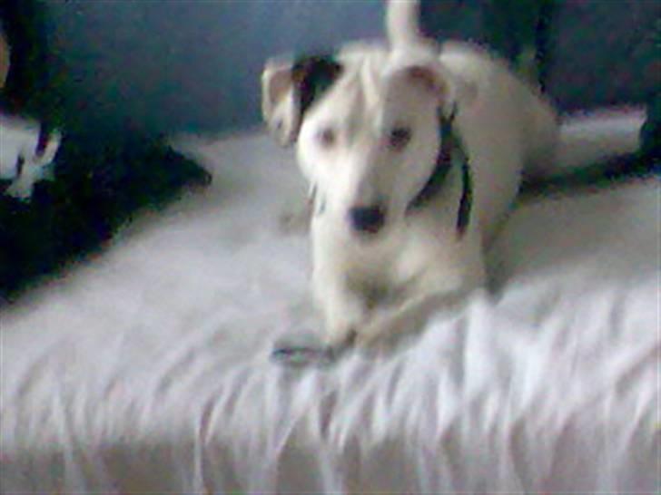 Jack russell terrier Harley - se mig jeg er fræk jeg har taget en elastik fra min store søster  billede 11
