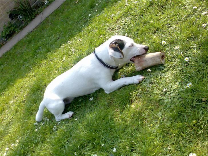 Jack russell terrier Harley - Mmm... kødben... billede 12