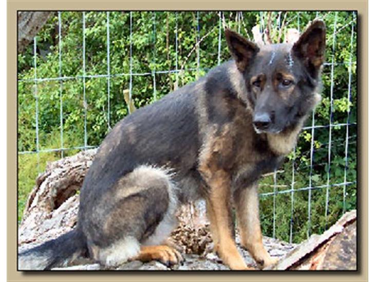 {{currentPhoto.altText}} billede {{currentPhoto.number}}