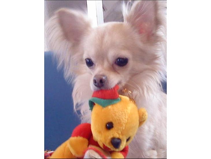 Chihuahua Kaiser - jeg har da ikke gjordt noget billede 1