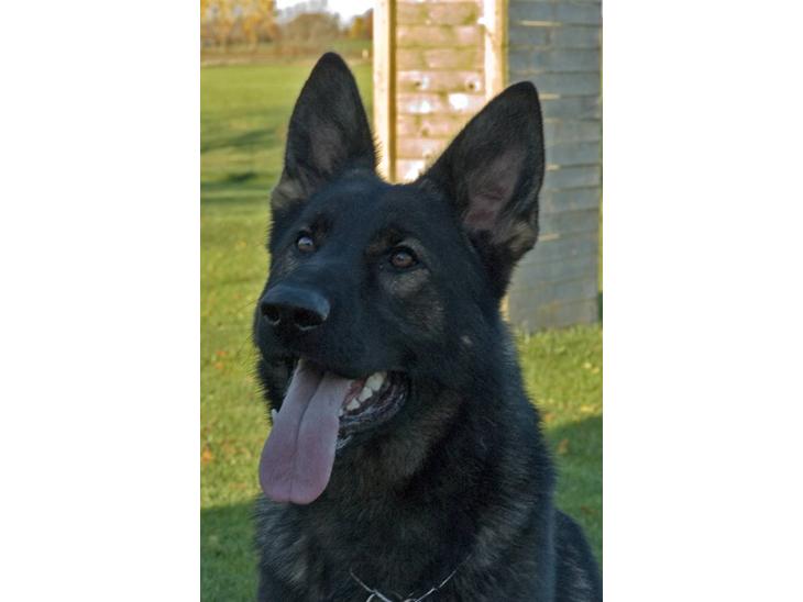 Schæferhund Diego - et rigtig flot hovde Billede billede 1