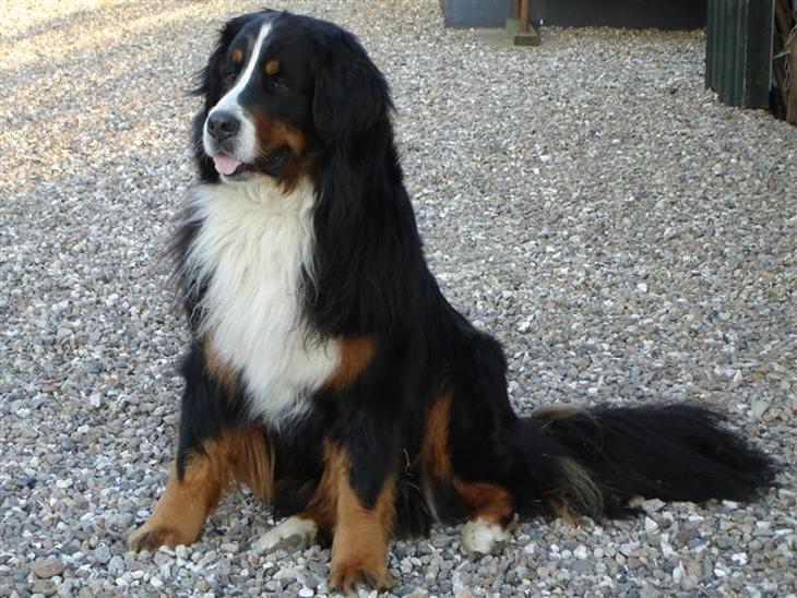 Berner sennenhund Nadia - (død 2007) - Ejendommens herskerinde. billede 1