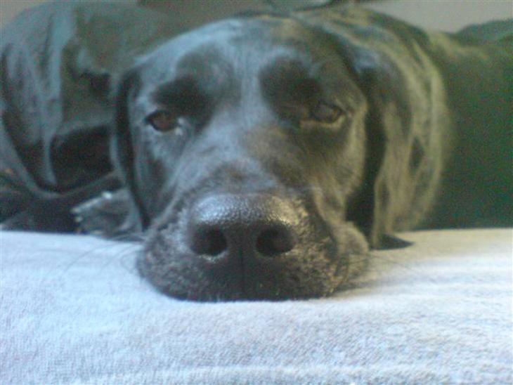 Blanding af racer OZZY ((R.I.P)) - zZzZ lad mig sove billede 1