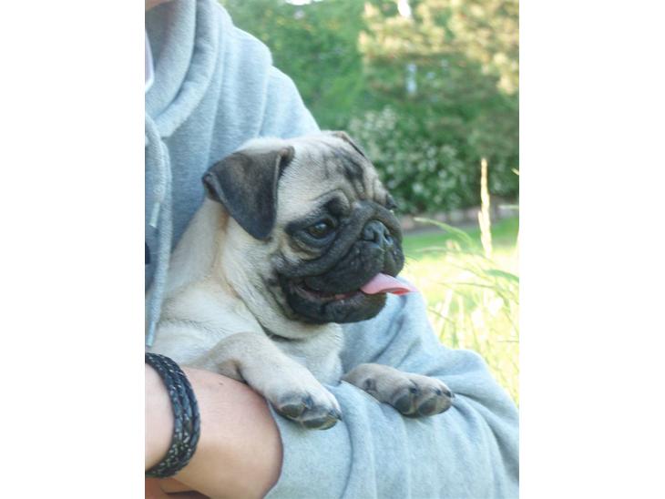 Mops Berta - Der er helle hos far :) billede 1