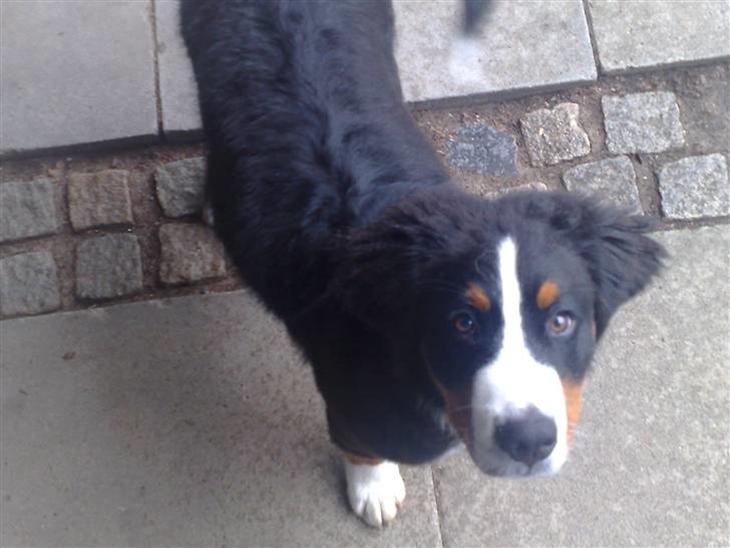 {{currentPhoto.altText}} billede {{currentPhoto.number}}