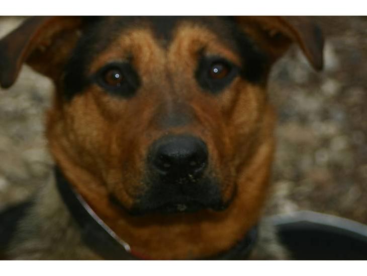 Blanding af racer Tessie - Tessie skat <3 billede 1