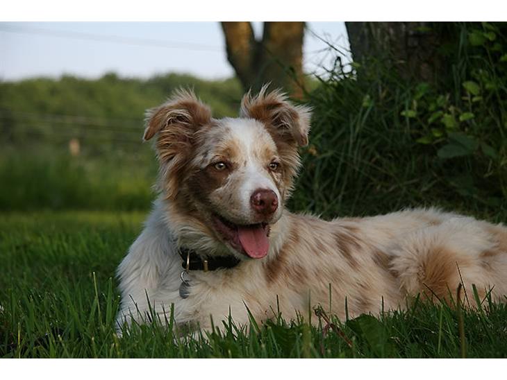 Border collie Gjerulff BS After Eight - Joey hygger i haven billede 1