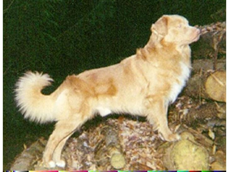 Nova scotia duck tolling retriever Marquis R'I'P - Han stillede lige sig selv op til fotografering billede 1