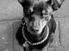 Dvaergpinscher Vedhauges Zhiro
