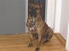 Dogo canario Macho