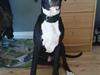 Amerikansk staffordshire terrier Kuno