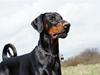 Dobermann G.O.F. Brilliant Boris [ Himmelhund]