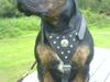 Amerikansk staffordshire terrier THOR