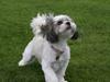 Lhasa apso Fillipa