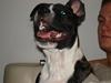 Staffordshire bull terrier Gaso