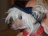 Chinese crested hårløs Shoeshine's Illo [Tidl. hund]