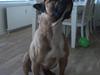 Boerboel victor