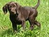 Blanding af racer Nelli