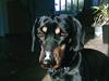 Gravhund Maxi (R.I.P)