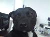 Staffordshire bull terrier Quila