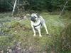 Mops Alfred *RIP* 26-3-2008 --