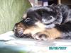 Rottweiler Mozart