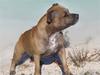 Staffordshire bull terrier Chang