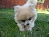 Pomeranian Chillie *RIP* [ Himmelhund]