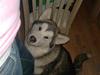 Alaskan malamute Starla