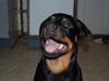 Rottweiler Qato         R.I.P [ Himmelhund]