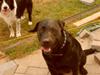 Blanding af racer Ozzy R.I.P 26-4-12 [ Himmelhund]