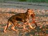 Schæferhund Kento (R.I.P 02.09.09)