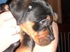 Blanding af racer Fraya R.I.P 26/4-2011