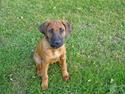 Rhodesian ridgeback Diezel
